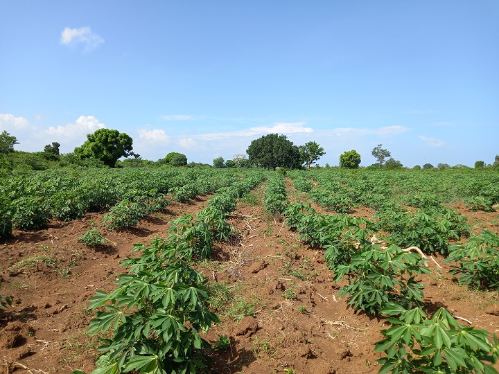 Young Cassava in the Field